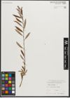 Foto von Salix triandra L.